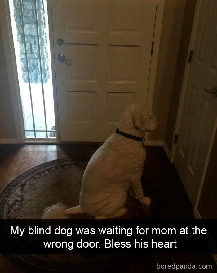Funny-Hilarious-Dog-Snapchats