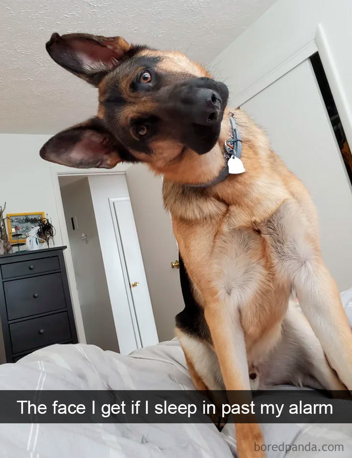 Funny-Hilarious-Dog-Snapchats