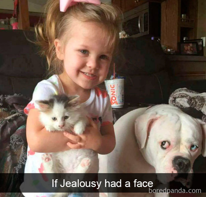 Funny-Hilarious-Dog-Snapchats