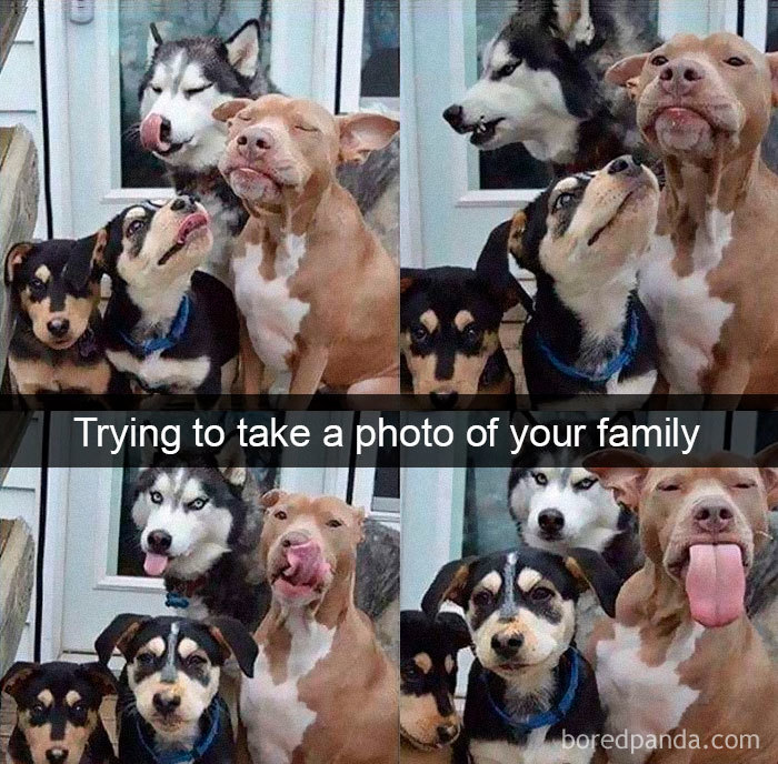 Funny-Hilarious-Dog-Snapchats