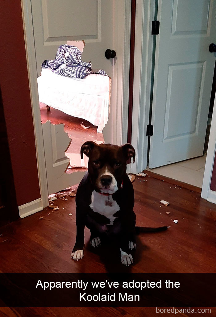 Funny-Hilarious-Dog-Snapchats