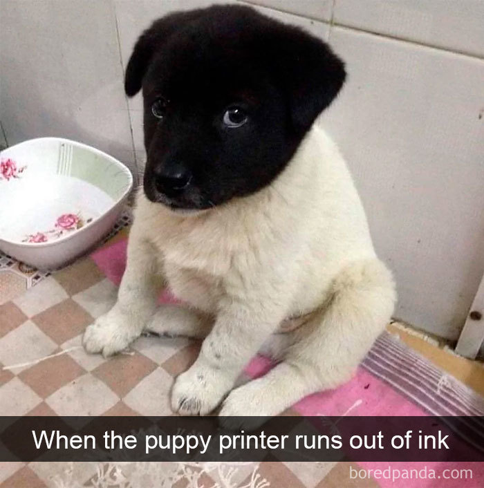 Funny-Hilarious-Dog-Snapchats