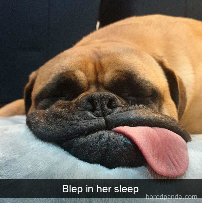 Funny-Hilarious-Dog-Snapchats