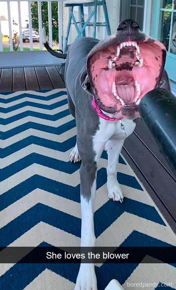 Funny-Hilarious-Dog-Snapchats