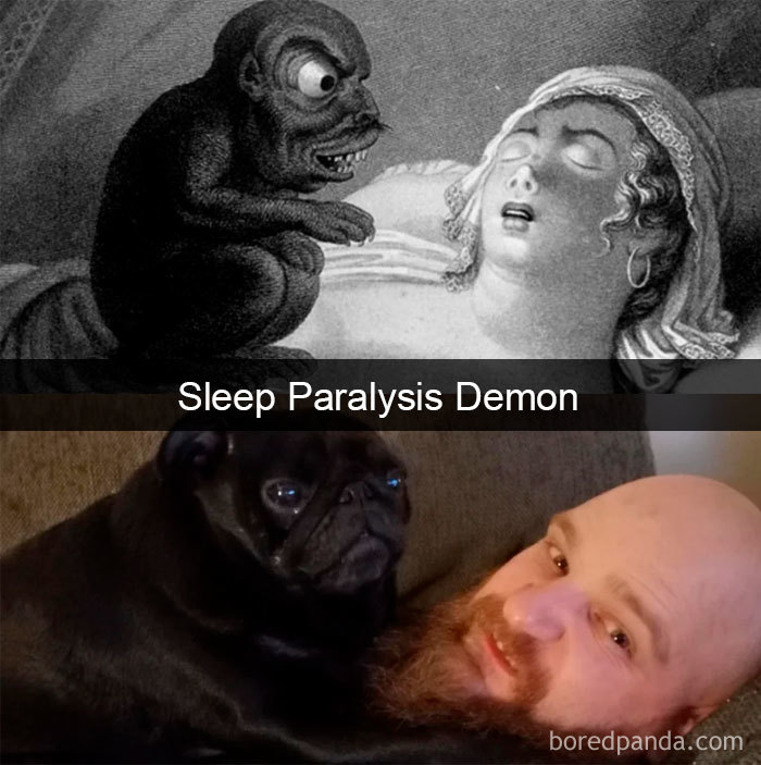 Funny-Hilarious-Dog-Snapchats