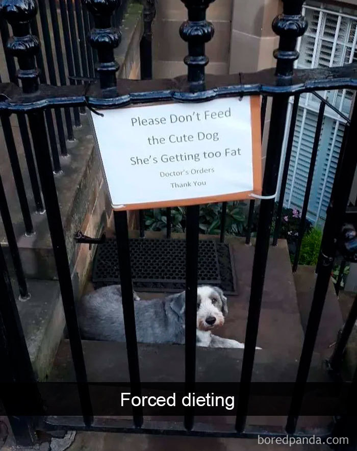 Funny-Hilarious-Dog-Snapchats