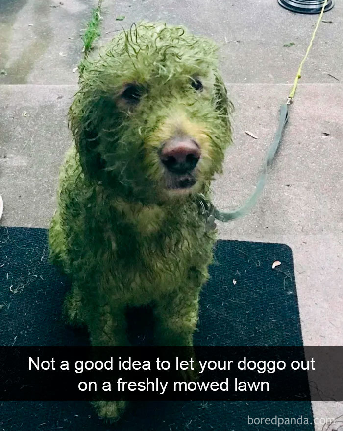 Funny-Hilarious-Dog-Snapchats