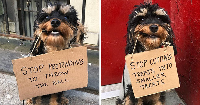 Dog Protests Annoying Everyday Things With Funny Signs (12 Pics)