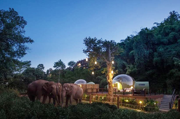 For $585 A Night, You Can Sleep In A See-Through Jungle Bubble That's Surrounded By Rescue Elephants