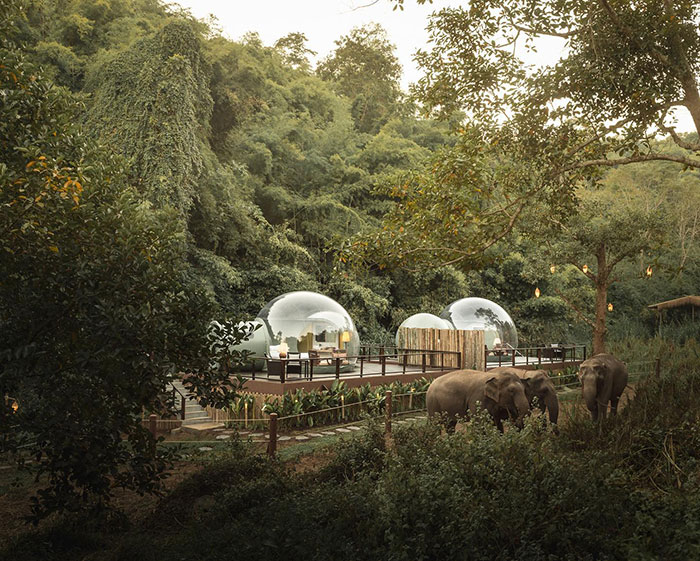 For $585 A Night, You Can Sleep In A See-Through Jungle Bubble That's Surrounded By Rescue Elephants