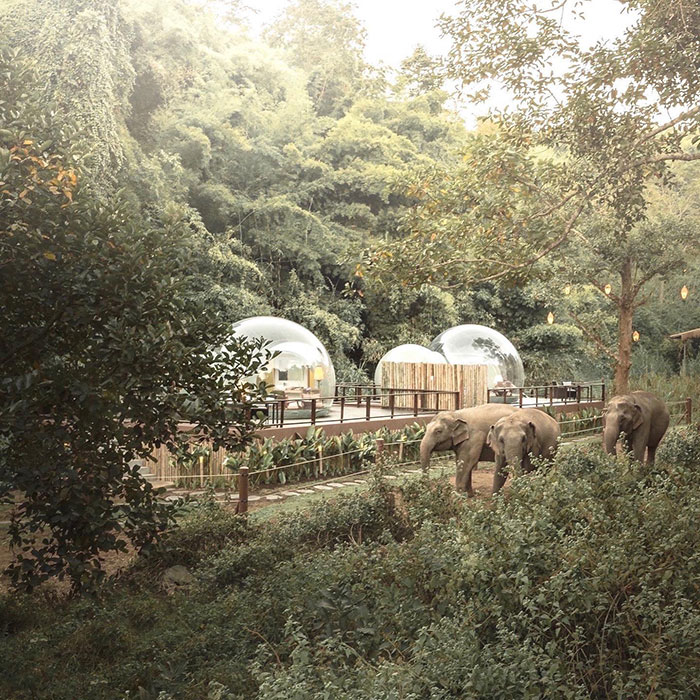For $585 A Night, You Can Sleep In A See-Through Jungle Bubble That's Surrounded By Rescue Elephants For $585 A Night, You Can Sleep In A See-Through Jungle Bubble That's Surrounded By Rescue Elephants