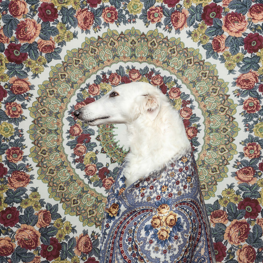 We Prove That Every Dog Can Be A Perfect Model With A Collection Of Artistic And Contemporary-Look Dog Portraits