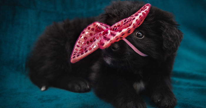 I Did A Photoshoot Of Shelter Dogs, And They All Got Adopted