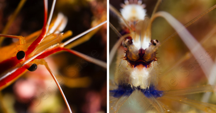 I Do Underwater Photography And It’s Not Easy