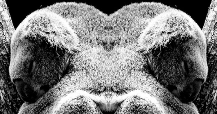 I Mirrored Koalas To Make People Reflect