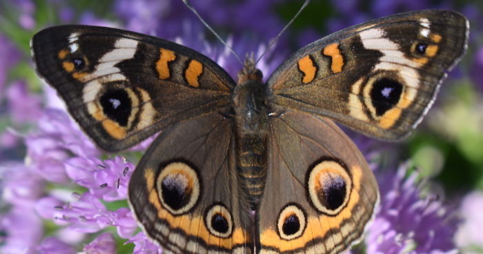 Close-up of a colorful butterfly perched on purple flowers, highlighting details in vibrant wings for butterfly photography.