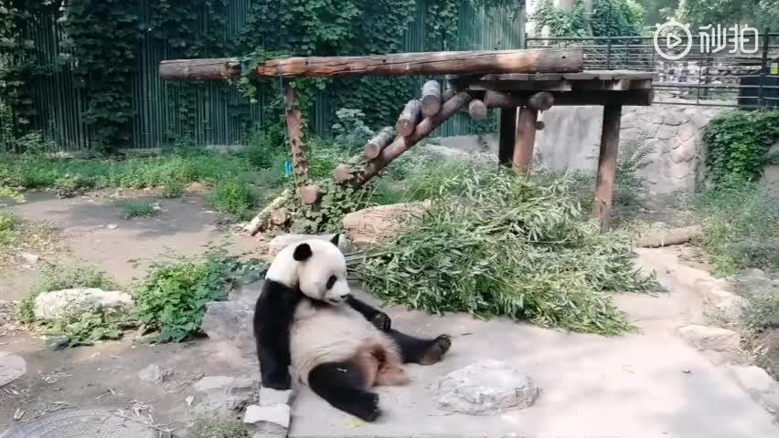 Tourists Throw Rocks At Panda Because They're Bored She's Sleeping