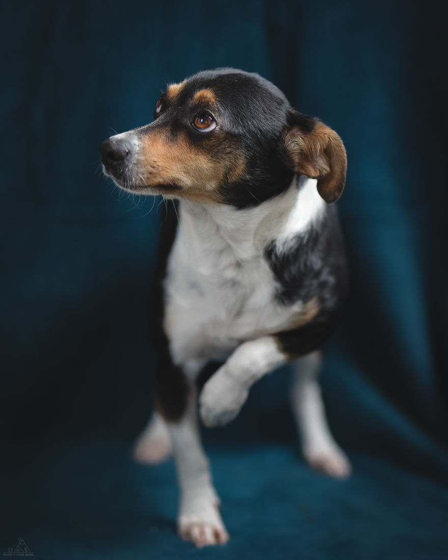 I Did A Photoshoot Of Shelter Dogs, And They All Got Adopted I Did A Photoshoot Of Shelter Dogs, And They All Got Adopted