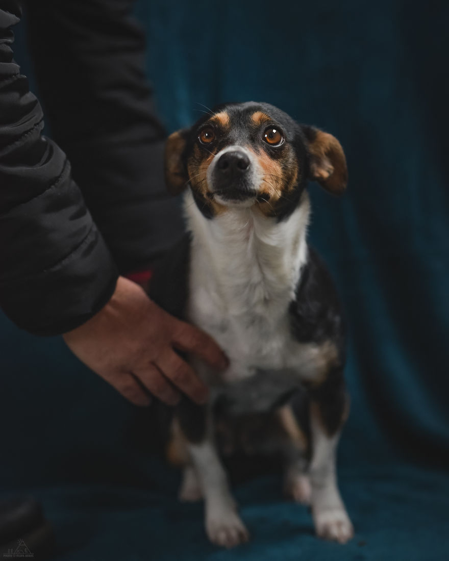 I Did A Photoshoot Of Shelter Dogs, And They All Got Adopted I Did A Photoshoot Of Shelter Dogs, And They All Got Adopted
