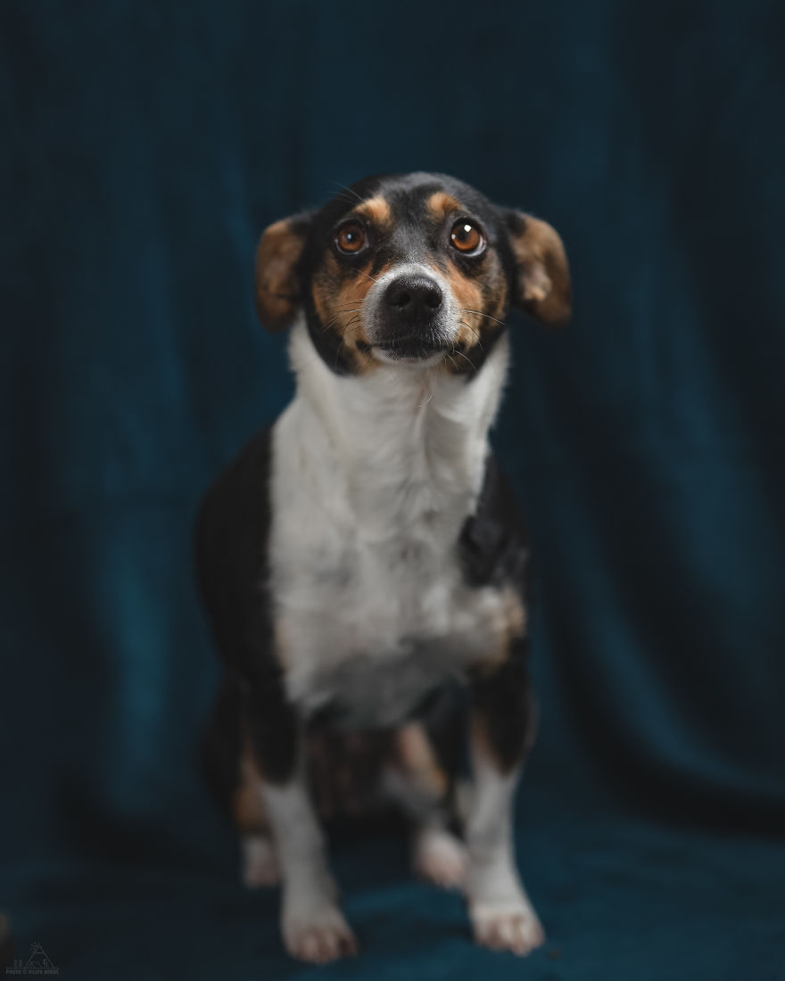 I Did A Photoshoot Of Shelter Dogs, And They All Got Adopted I Did A Photoshoot Of Shelter Dogs, And They All Got Adopted