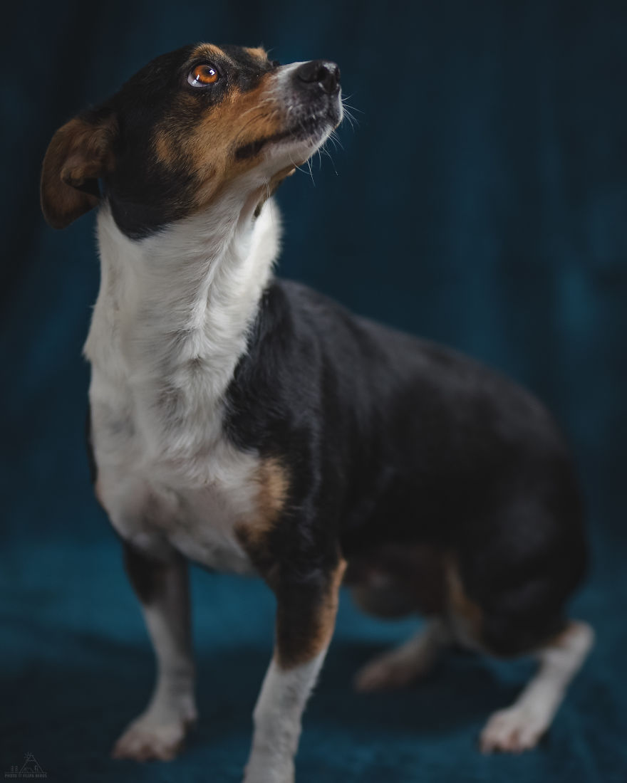 I Did A Photoshoot Of Shelter Dogs, And They All Got Adopted I Did A Photoshoot Of Shelter Dogs, And They All Got Adopted