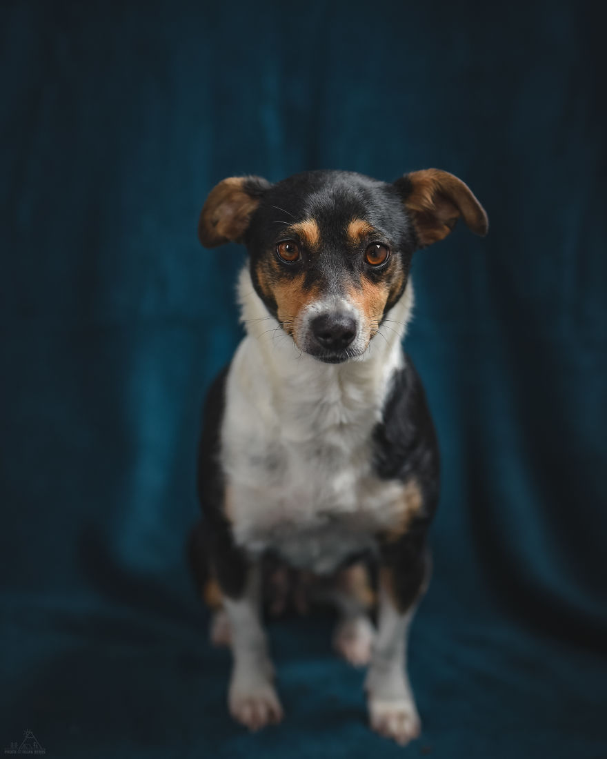 I Did A Photoshoot Of Shelter Dogs, And They All Got Adopted I Did A Photoshoot Of Shelter Dogs, And They All Got Adopted