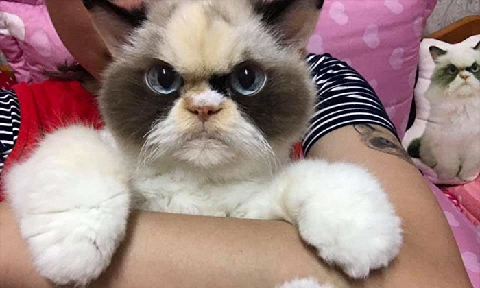 Meet The New Grumpy Cat That Looks Even Angrier Than Her Late Predecessor