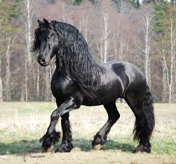 The Most Amazing And Rare Horses You Will Ever See In Your Life! The Most Amazing And Rare Horses You Will Ever See In Your Life!