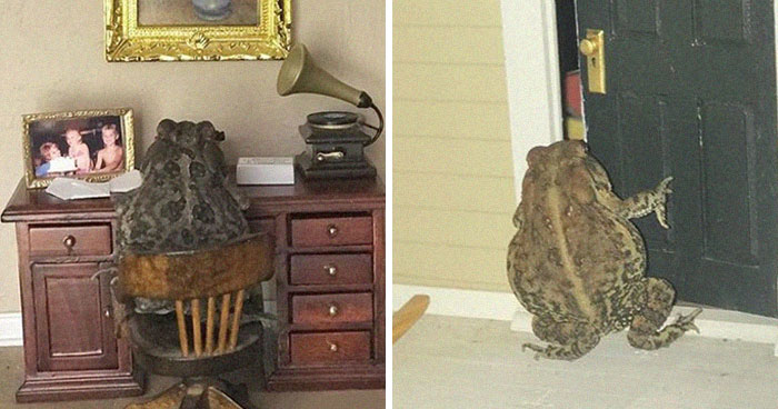 Woman Keeps Photographing Her Toad Doing Human-Like Things In Her Dollhouse And People Are Loving The Pics And The Captions