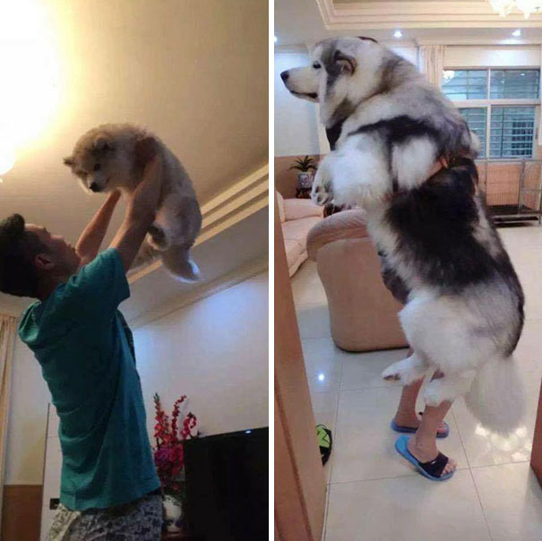 Pupper Then, Doggo Now