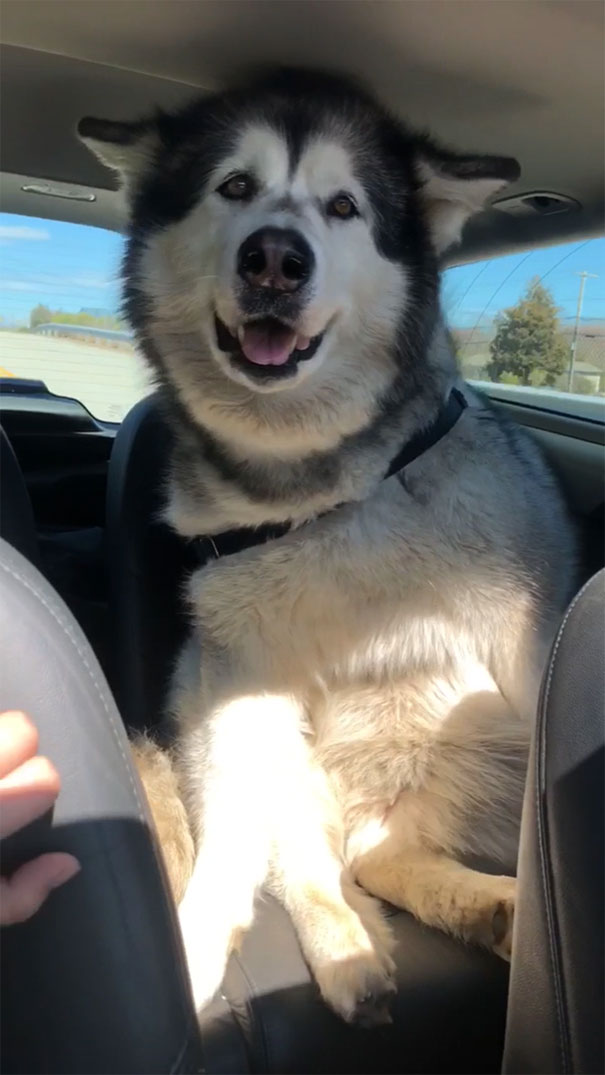 Malamute Goes For A Car Ride