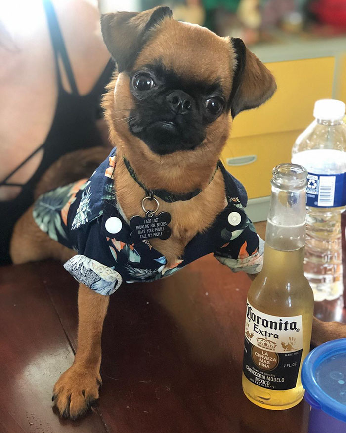 Dog Owners Are Loving These Snarky Name Tags