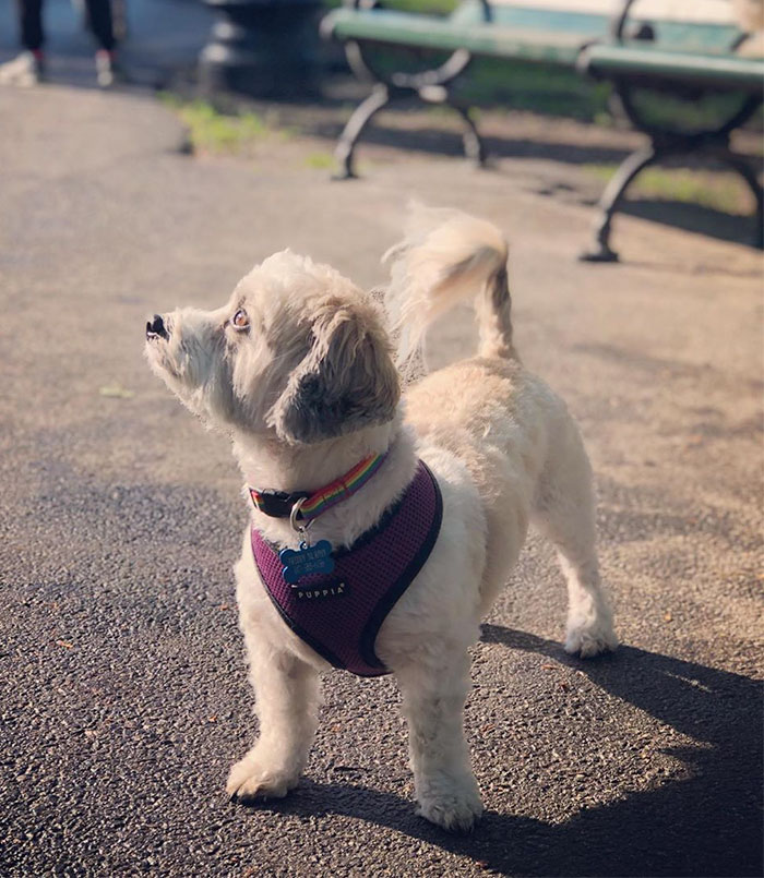 Dog Owners Are Loving These Snarky Name Tags