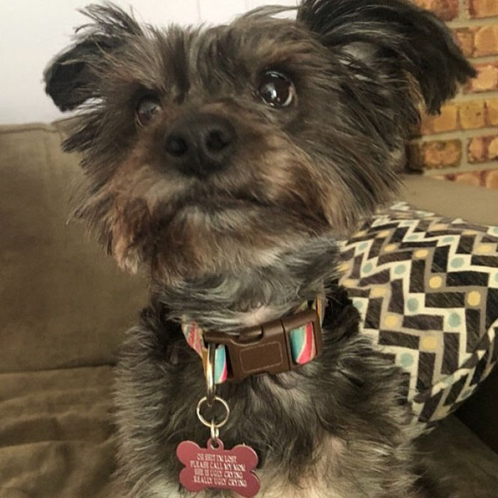 Dog Owners Are Loving These Snarky Name Tags