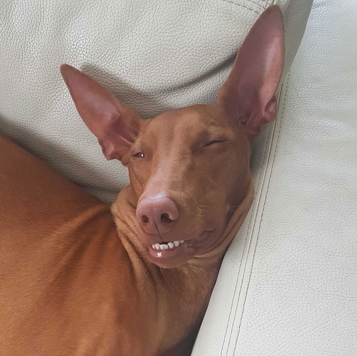 Funny-Dog-Teeth-Toofers