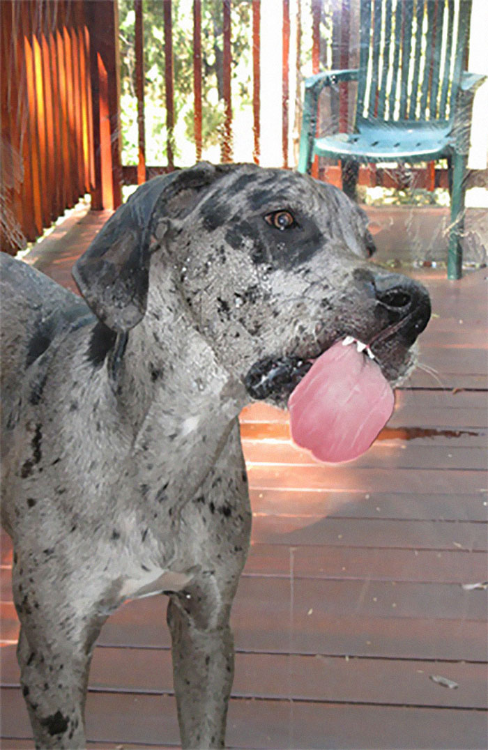Funny-Dog-Teeth-Toofers