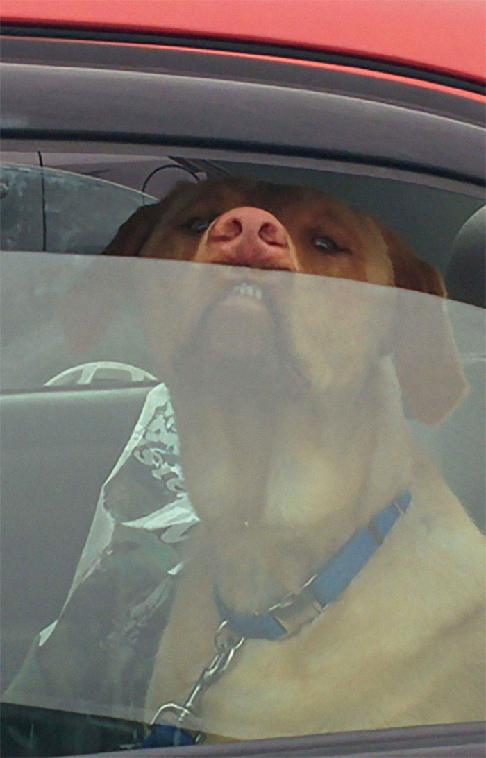 Funny-Dog-Teeth-Toofers