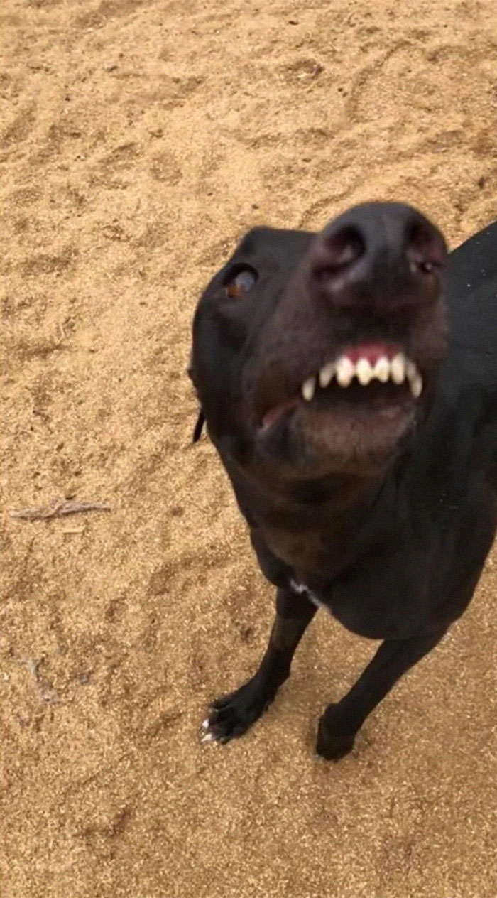 Funny-Dog-Teeth-Toofers