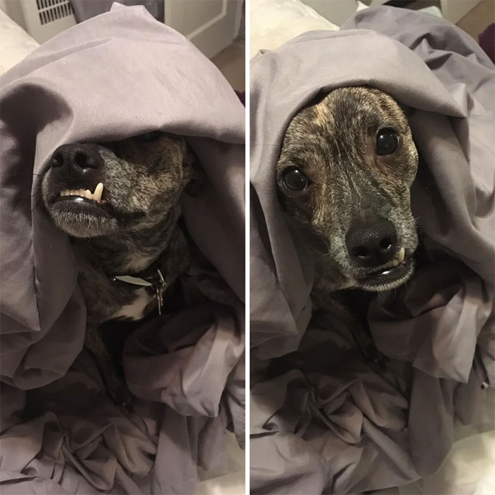 Funny-Dog-Teeth-Toofers