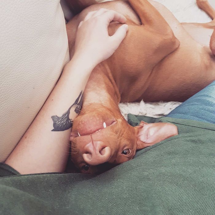 Funny-Dog-Teeth-Toofers