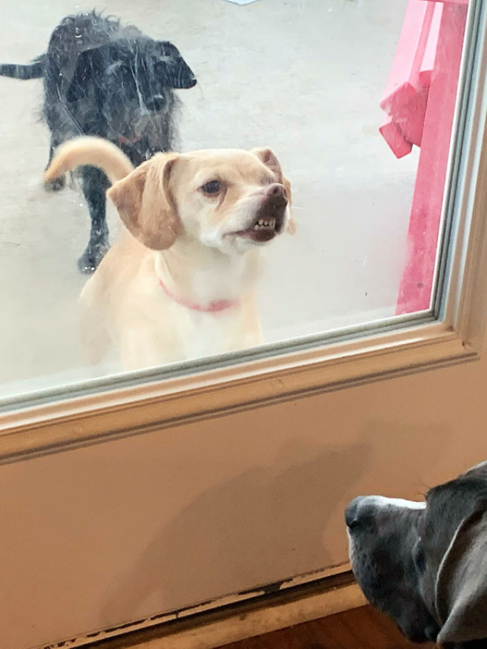 Funny-Dog-Teeth-Toofers