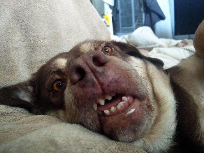 Funny-Dog-Teeth-Toofers