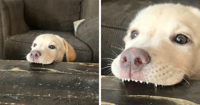 This Online Community Shares The Silliest Dog Photos Where Their Teeth Are Visible In A Funny Way (30 Pics)