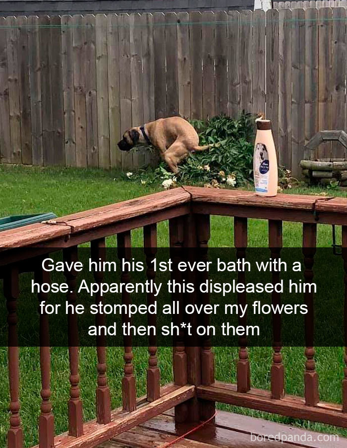 Funny-Hilarious-Dog-Snapchats