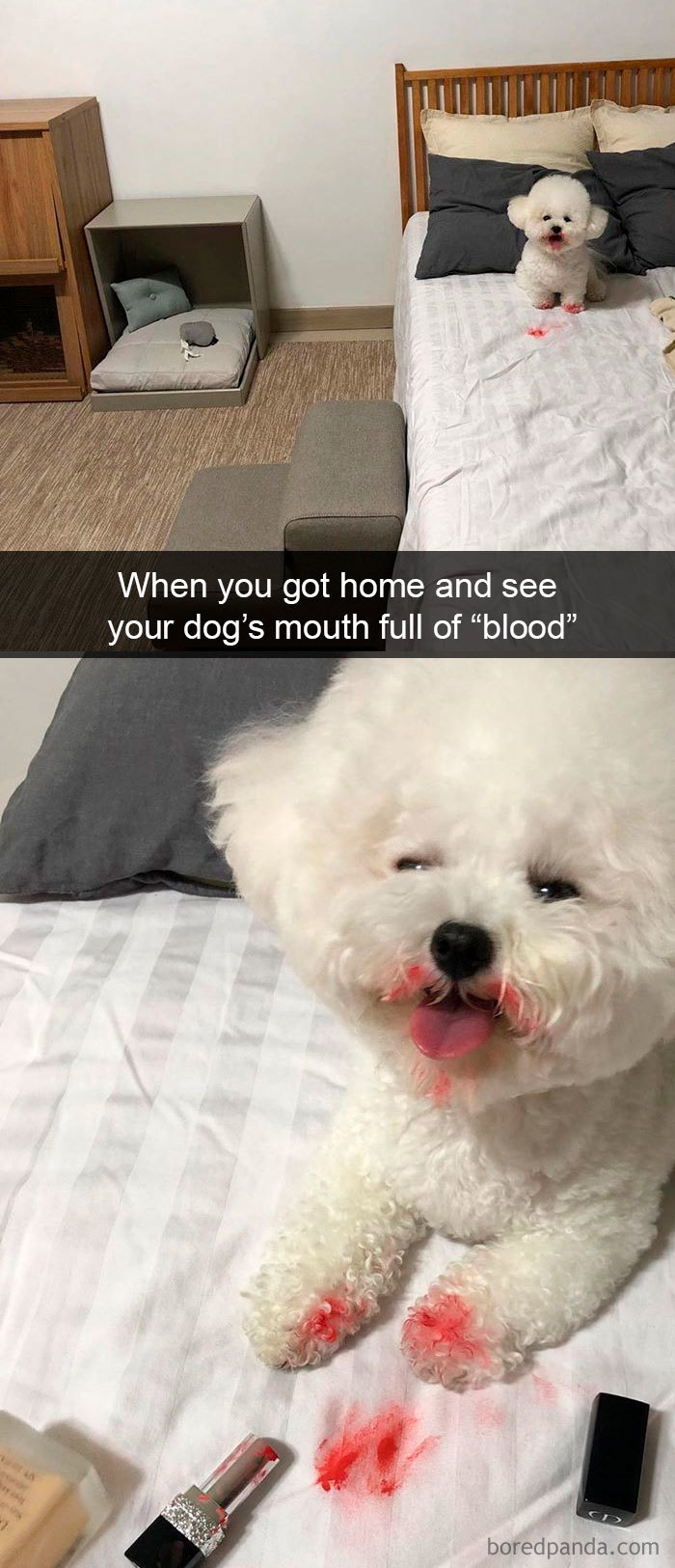 Funny-Hilarious-Dog-Snapchats