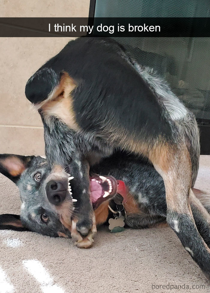 Funny-Hilarious-Dog-Snapchats