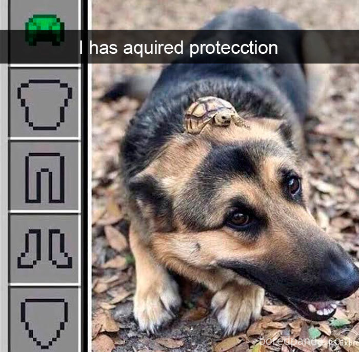 Funny-Hilarious-Dog-Snapchats