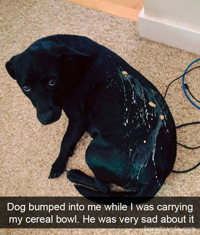 Funny-Hilarious-Dog-Snapchats