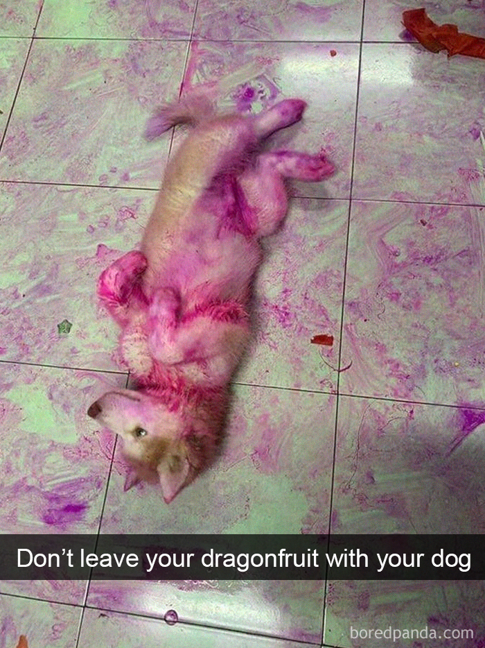 Funny-Hilarious-Dog-Snapchats