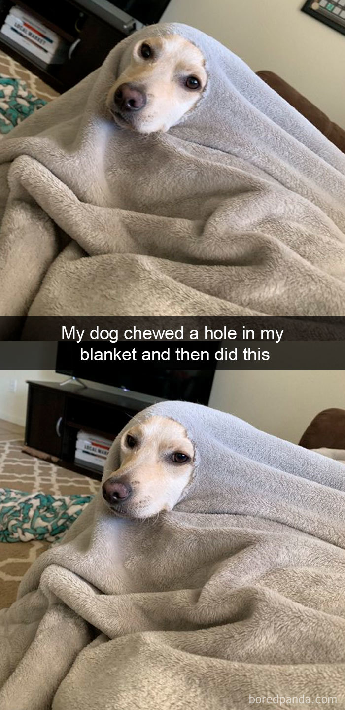 Funny-Hilarious-Dog-Snapchats